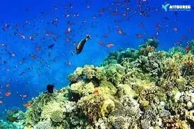 Best Sahl Hasheesh tours book online today