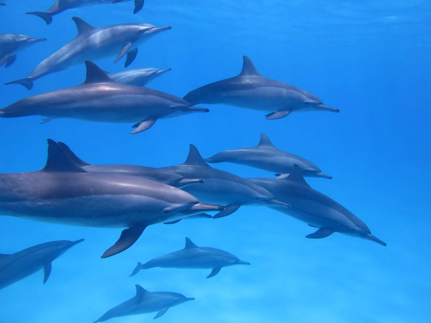 Schnorcheltour zum Dolphin House ab Marsa Alam