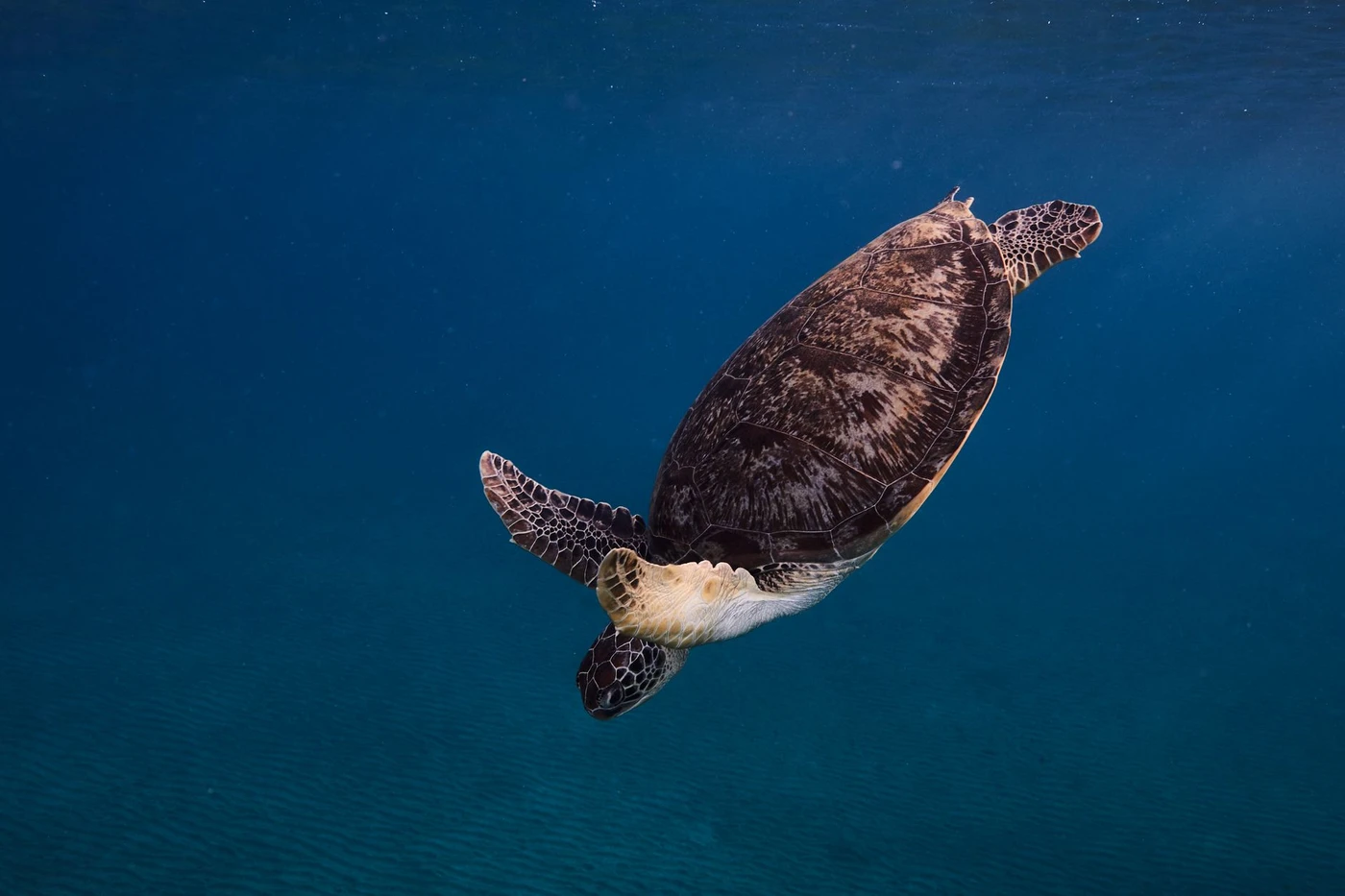 Schnorcheltour zum Sataya Dolphin Reef ab Marsa Alam