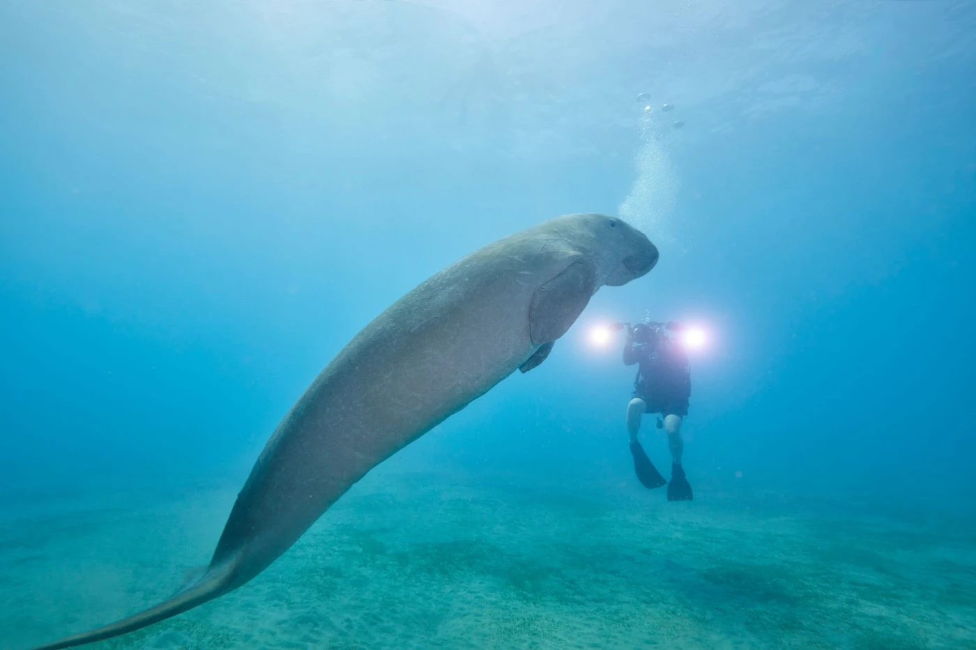 Dugong-Schnorcheltour nach Abu Dabbab ab Marsa Alam
