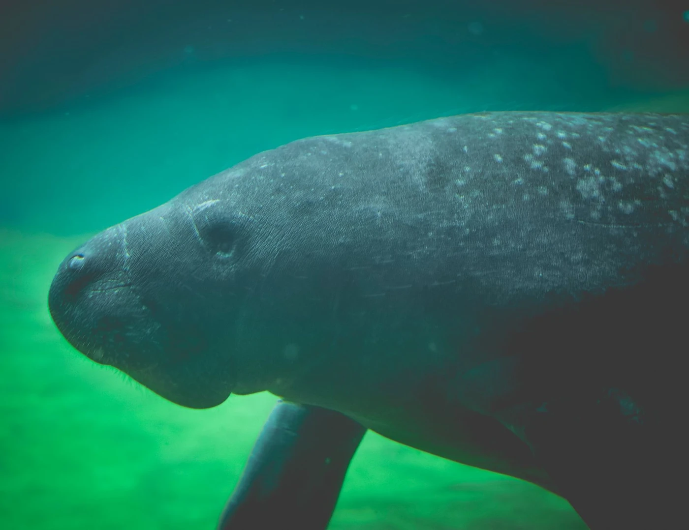 Schnellboot-Schnorcheltour zu Dugongs ab Marsa Alam