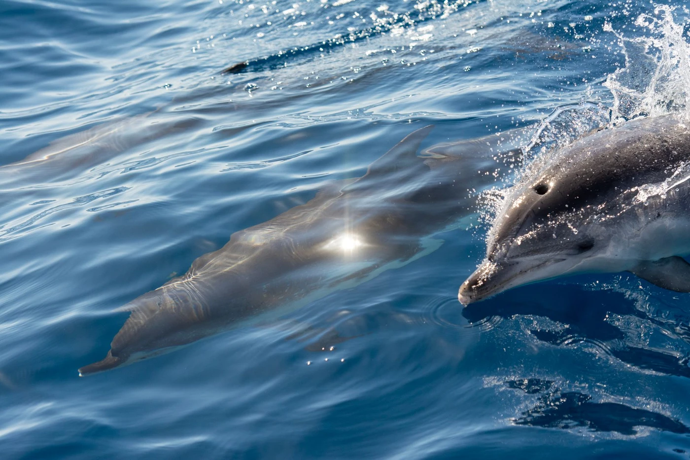 Excursion snorkeling à Dolphin House Makadi en bateau