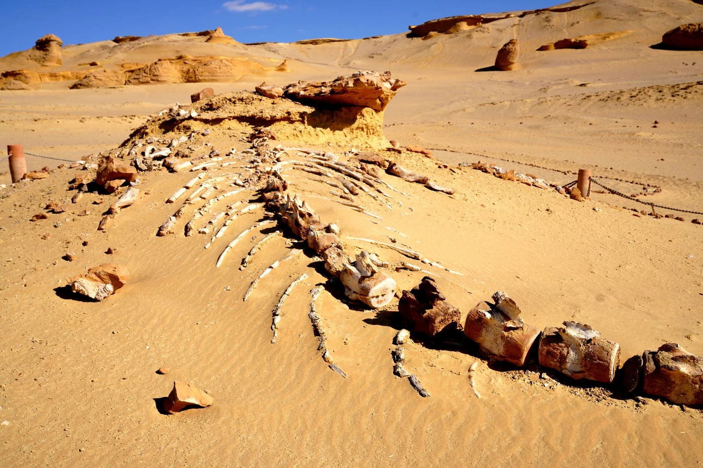 Excursion à Wadi Al Hitan depuis Hurghada