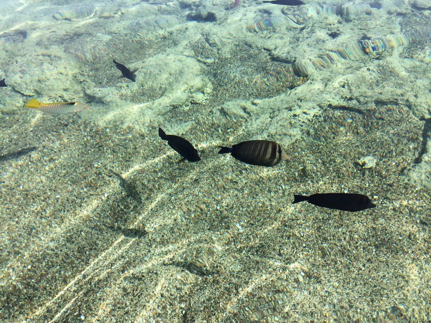 Marsa Alam to Abu Dabbab Snorkeling Day Trip