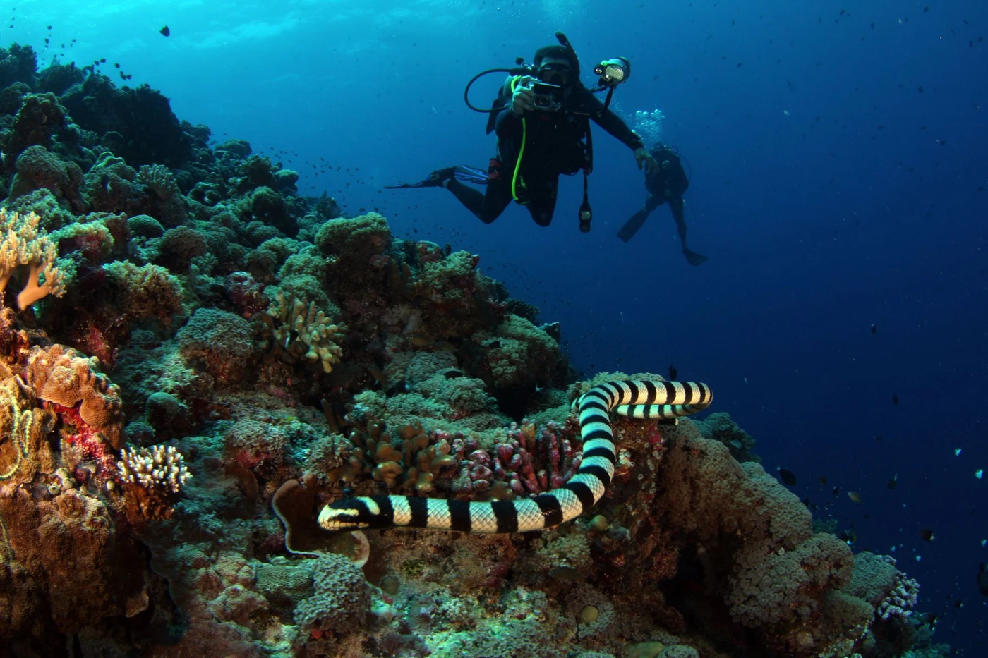 Makadi Scuba Diving Trip with Two Red Sea Dives