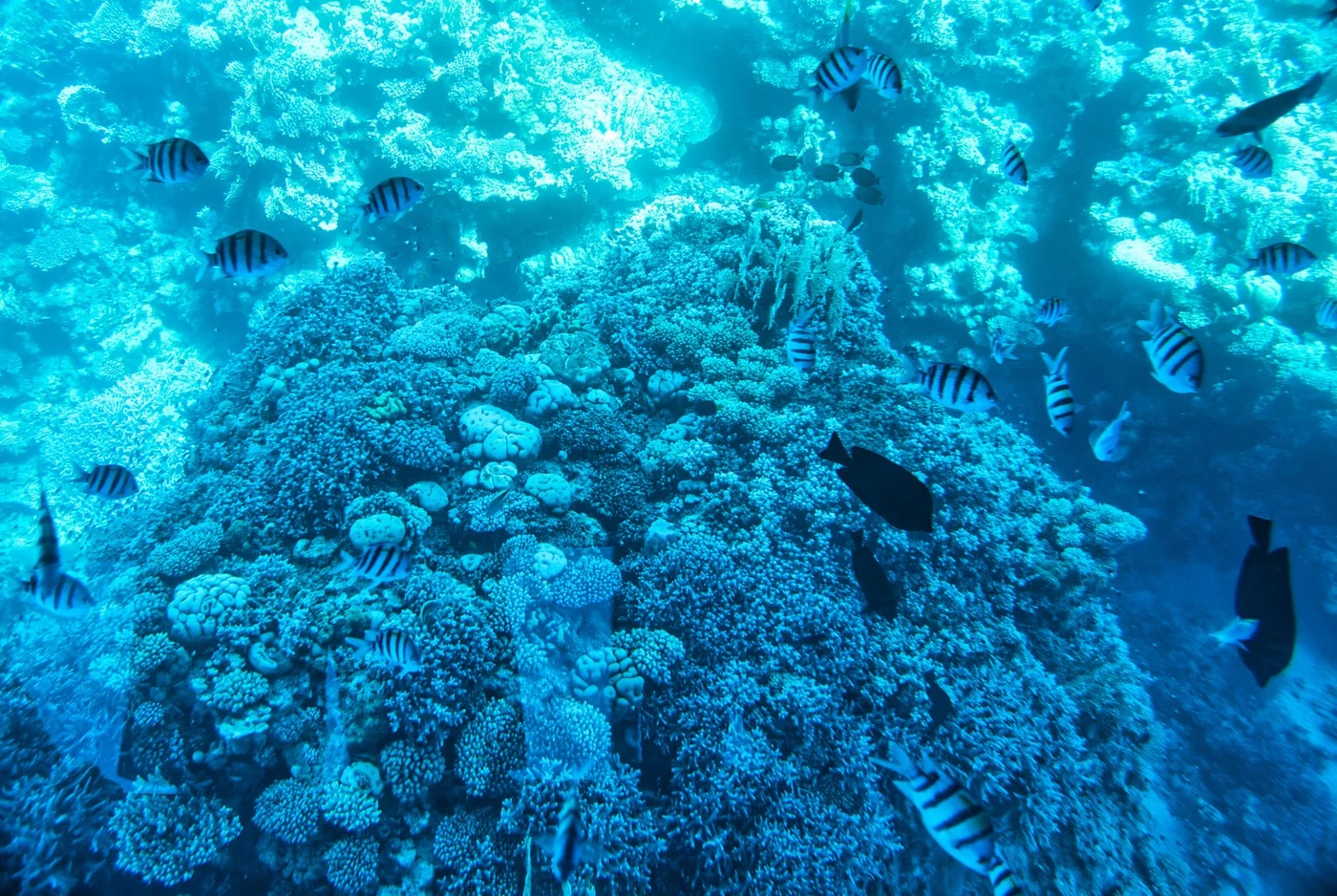 Excursion snorkeling à Sharm El Luli avec Wadi El Qulaan