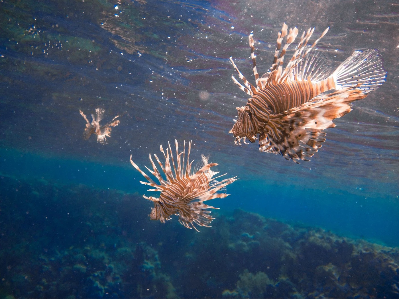 Excursion snorkeling à Sharm El Luli depuis Portghalib