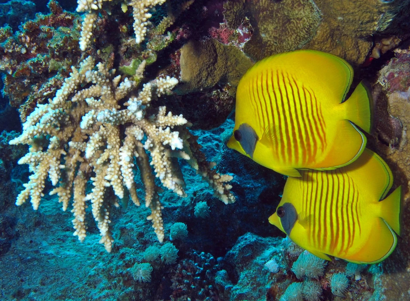 Excursion snorkeling à Abu Dabbab depuis Port Ghalib
