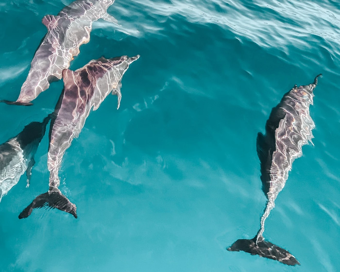 Makadi Bay Private Dolphin House Boat Trip