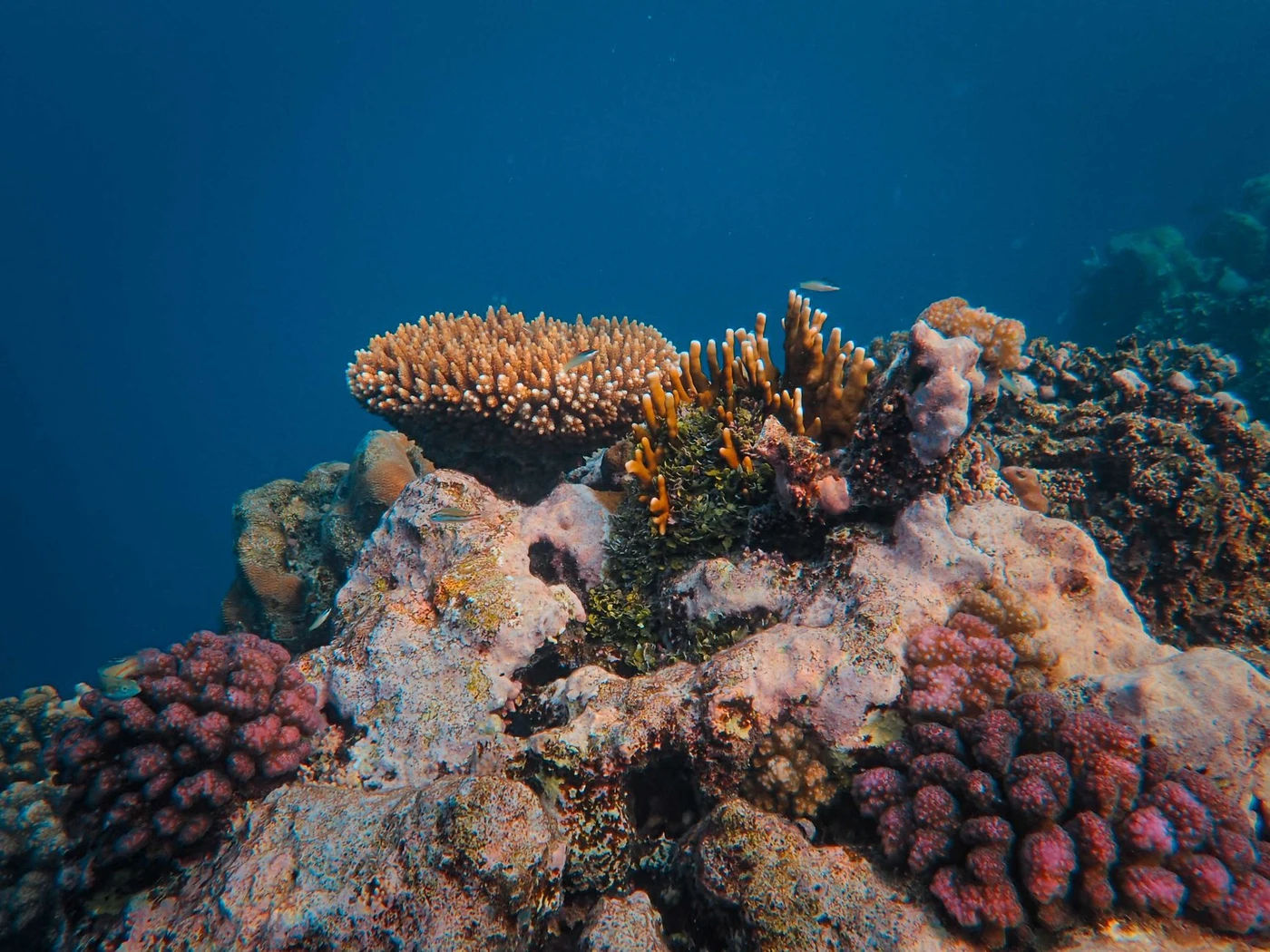 Tiran Island Snorkeling: Uncover Breathtaking Coral Reefs Now.