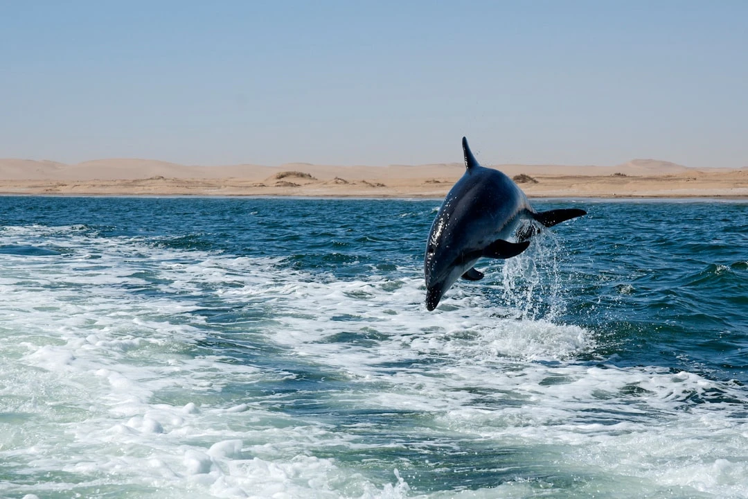 Excursion privée en bateau à Dolphin House depuis Marsa Alam