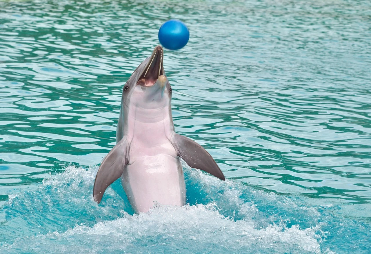 Swim with Dolphins in Hurghada