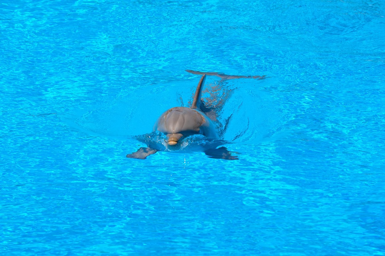 Dolphin Swimming Tour from Sahel Hashesh
