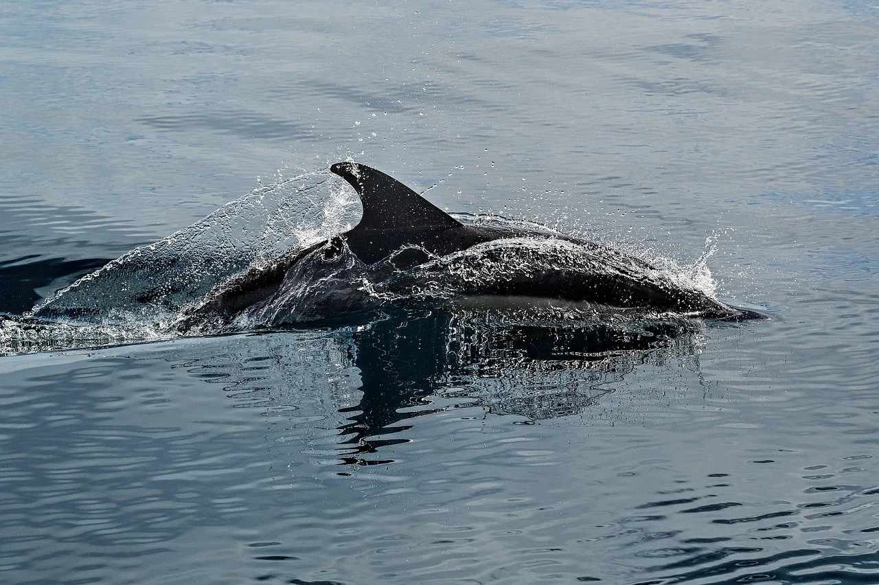 Hurghada Dolphin House Private Speedboat Trip