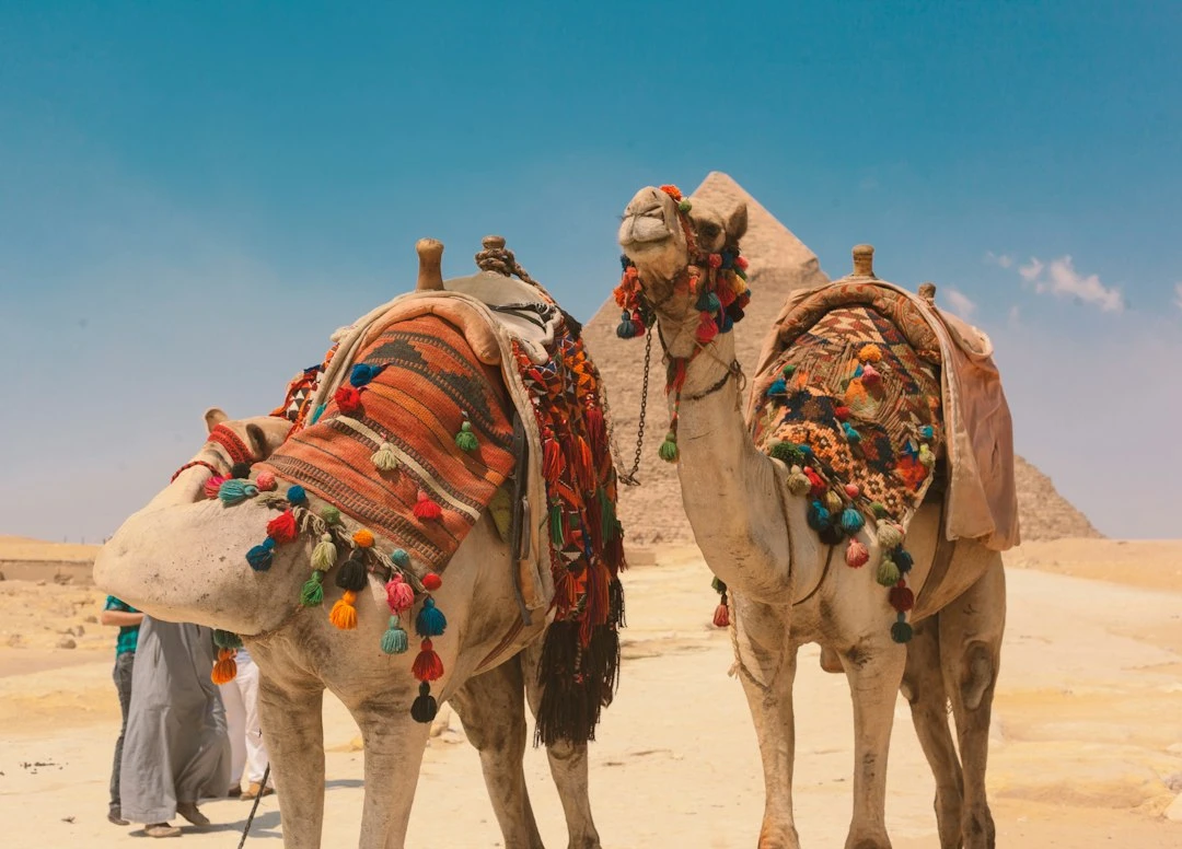 Excursion privée d’une journée à Cairo depuis El Quseir