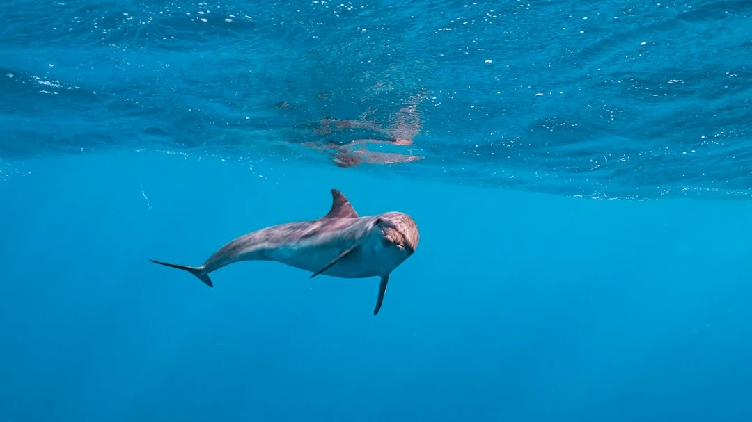 El Gouna Private Snorkeling Trip to Dolphin House