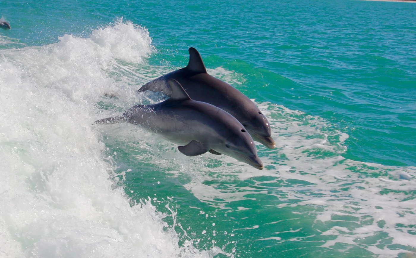 Escursione in barca a Dolphin House da Sahl Hasheesh