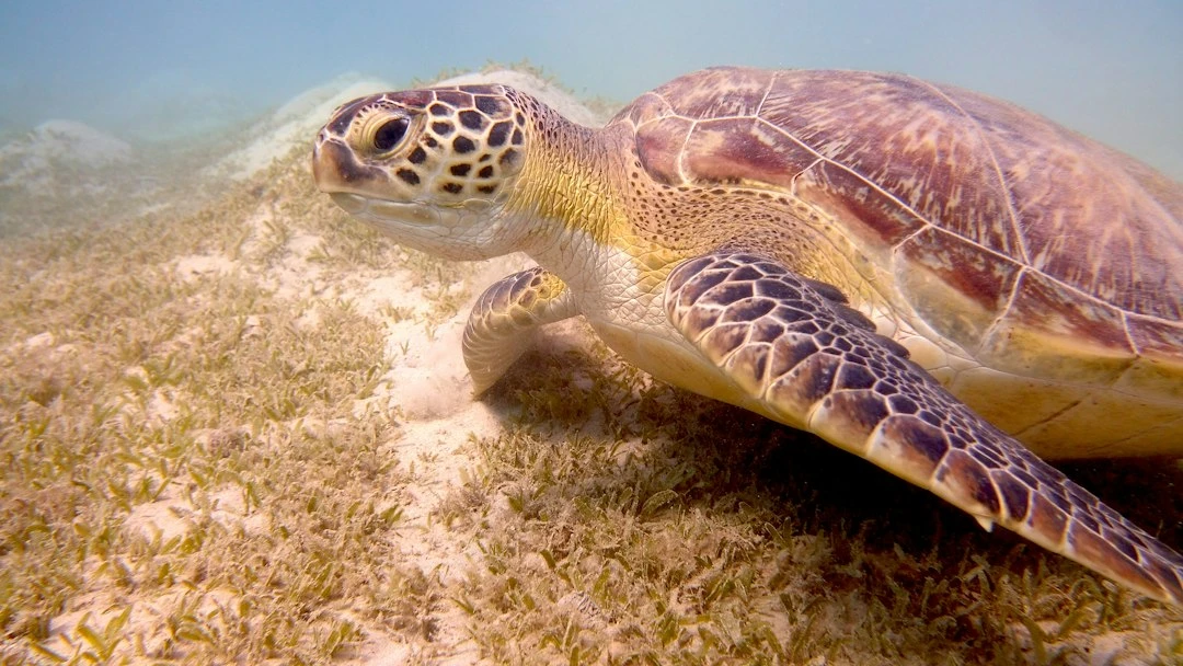 Marsa Alam 2-Day Tour from Sahel Hashesh