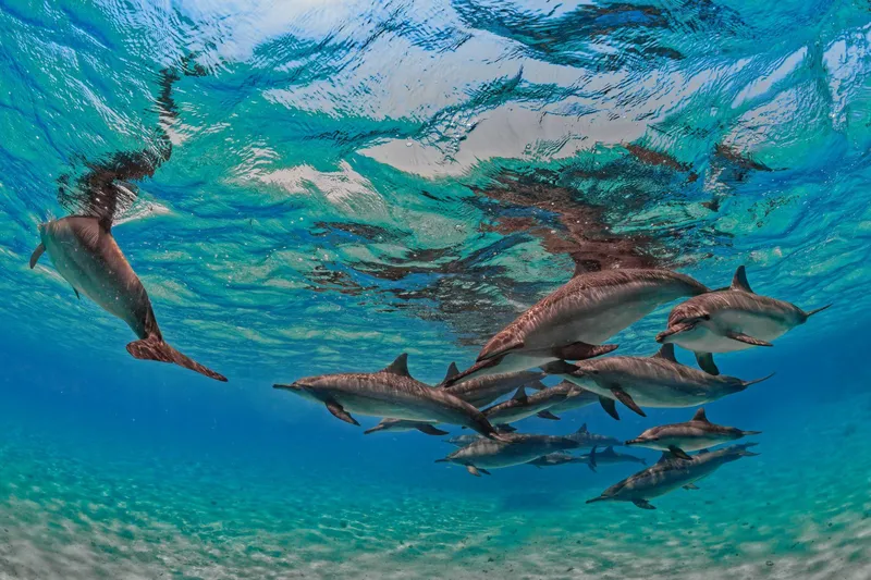 Sataya Dolphin Reef Snorkeling Tour First Dolphin Swimming Experience at Sataya Reef