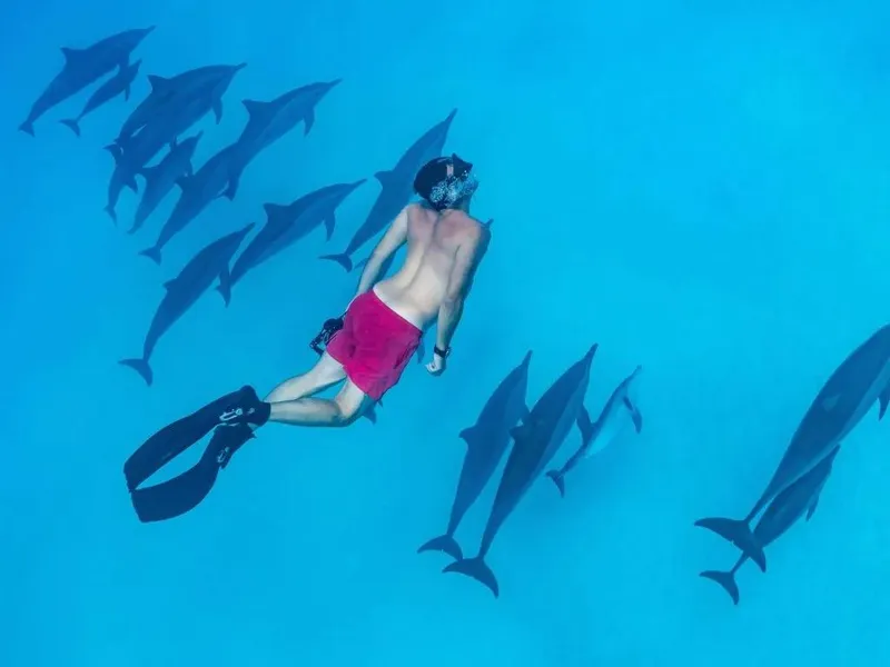 Sataya Dolphin Reef Snorkeling Tour Return to Hamata Harbour & Transfer to Your Hotel